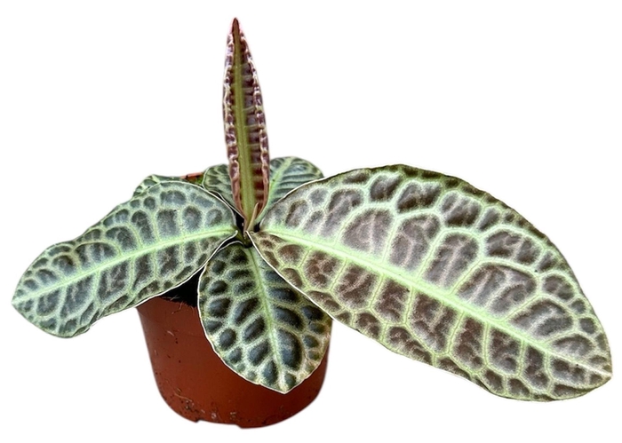 <h4>Overig planten</h4>