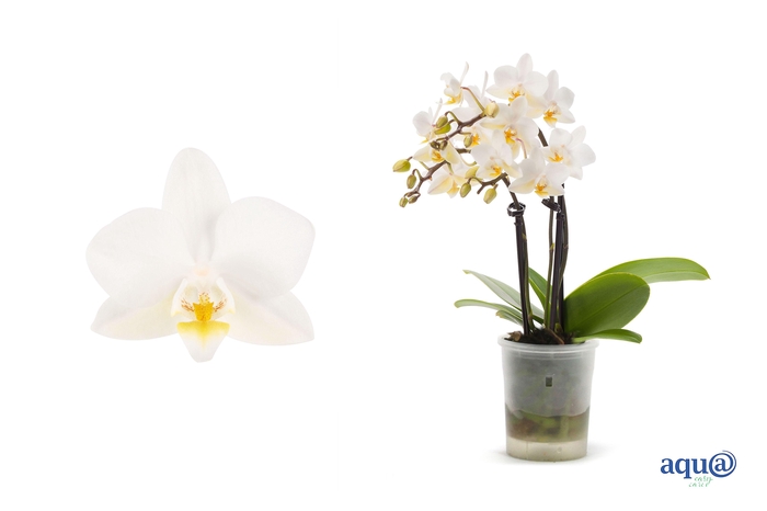 <h4>Phal Tiny Dolls Wit 3T18+ Aqu@</h4>
