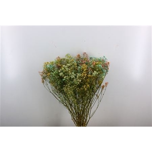 Dried Gyps Rainbow Extra Bunch