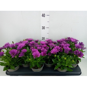 Osteospermum  'Senorita Tanja'