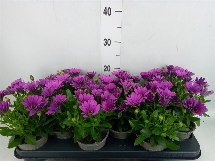 <h4>Osteospermum  'Senorita Tanja'</h4>