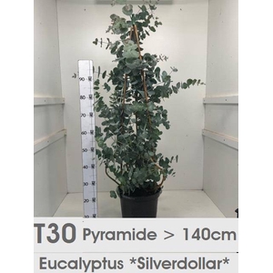 EUCAL GUNNII