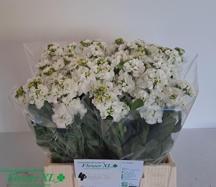 <h4>MATTH STOX WHITE</h4>