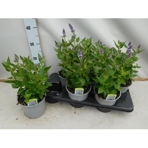 AGAS BLUE FORTUNE