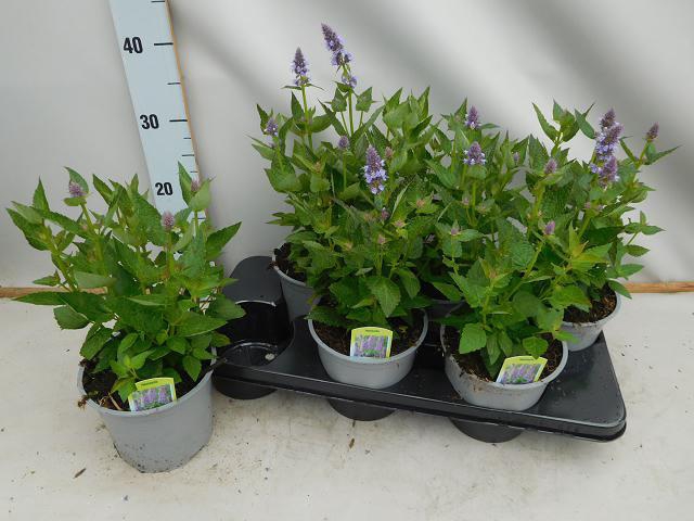 AGAS BLUE FORTUNE