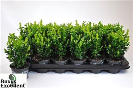 <h4>Buxu Sempervirens Bush</h4>