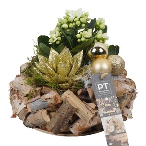 PTCHG5679 Arrangement Christmas Gold in houten pot