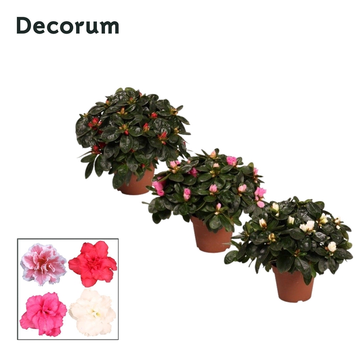 <h4>Azalea 'gemengd' 22 - 25 cm Decorum</h4>