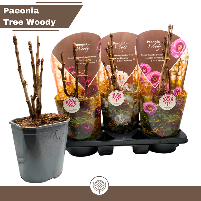 <h4>PAEONIA SUFFRUT GEM</h4>