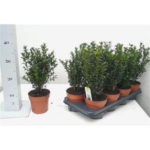 Buxus sempervirens 20-25cm struik