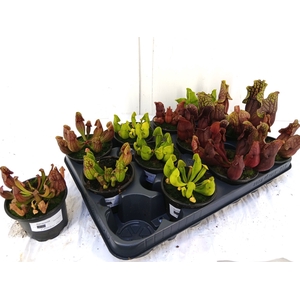 SARRACENIA OV