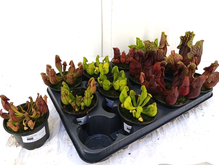 <h4>SARRACENIA OV</h4>