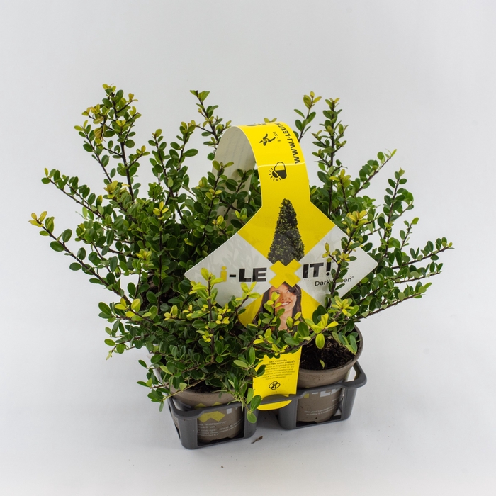 <h4>Ilex crenata 'Dark Green' bush 4pack</h4>