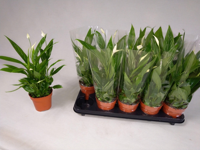 <h4>SPATH ALANA</h4>