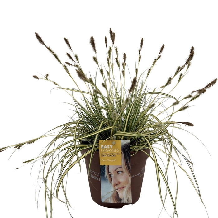 <h4>Carex hachijoensis 'Evergold'</h4>