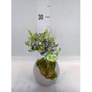 Arr.   Tuinplanten L%