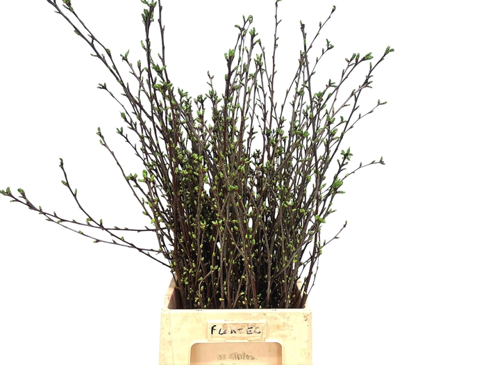 <h4>KERSENBLOESEM P BOS</h4>