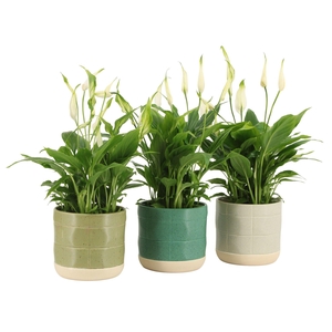 7501401: Solutionss Consideration