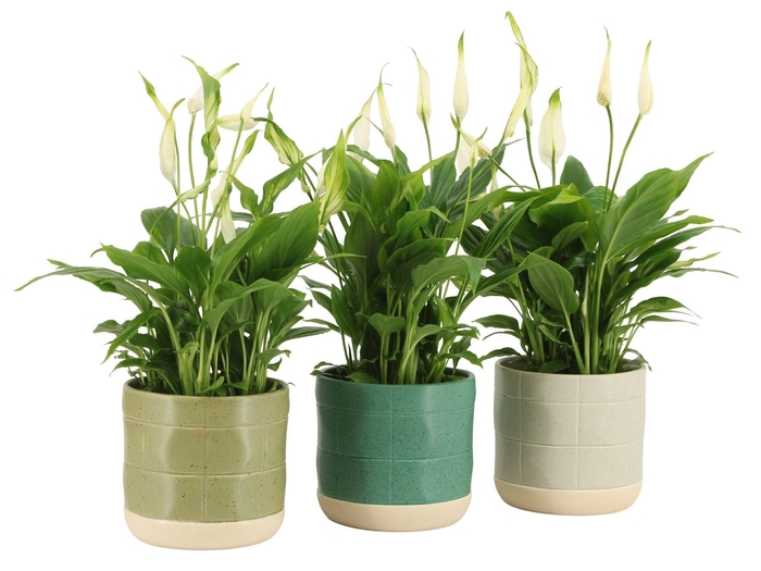 <h4>7501401: Solutionss Consideration</h4>