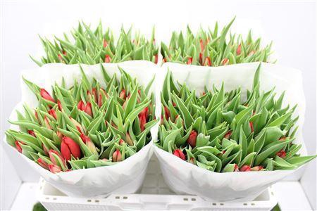 <h4>Tu En Cheirosa</h4>