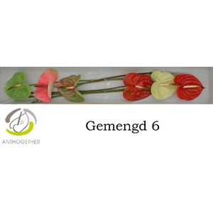 Anthurium Mix Surprise