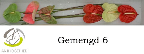 <h4>Anthurium Mix Surprise</h4>