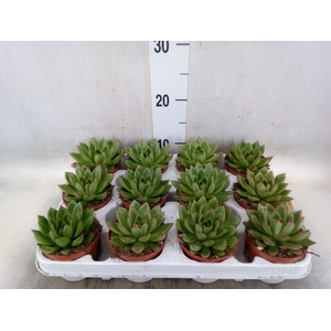 Echeveria agavoides
