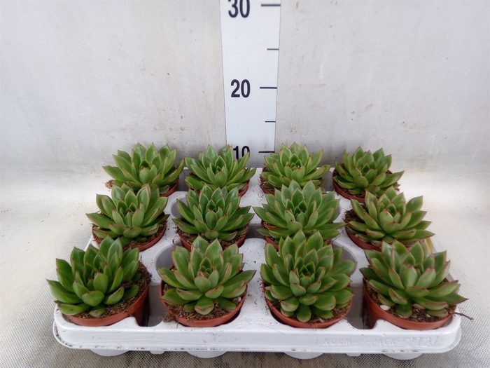 <h4>Echeveria agavoides</h4>
