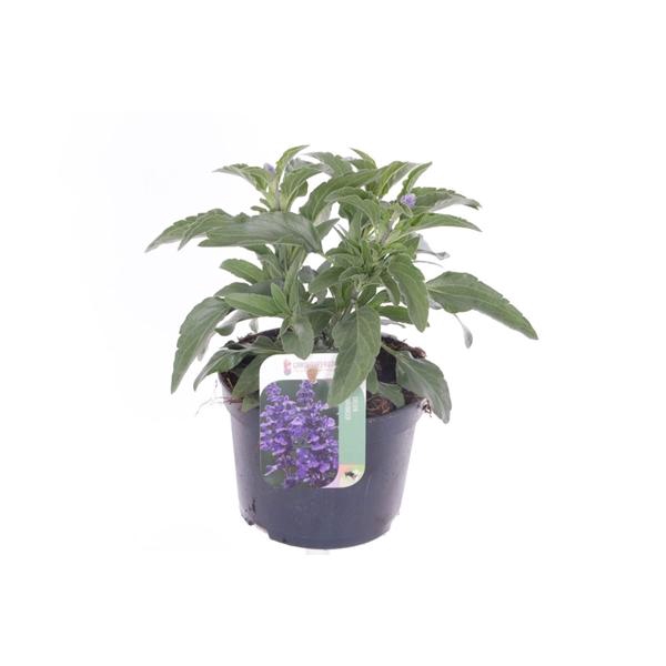 <h4>Salvia farinacea</h4>
