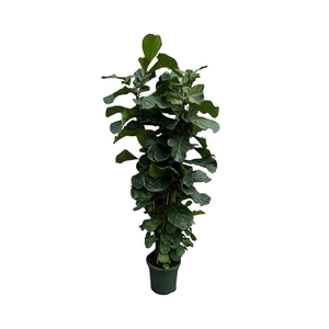 Ficus Lyrata toef - 200cm