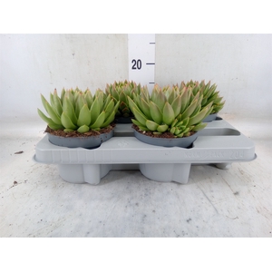 Echeveria agavoides