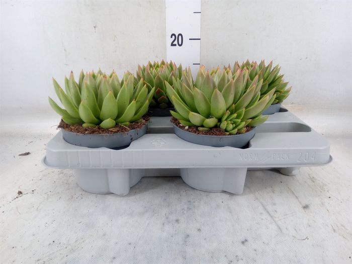 <h4>Echeveria agavoides</h4>