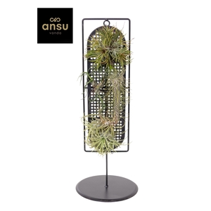 Tillandsia vertical farm mix in design frame