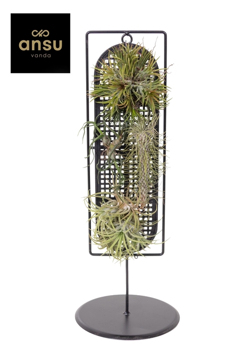 <h4>Tillandsia vertical farm mix in design frame</h4>