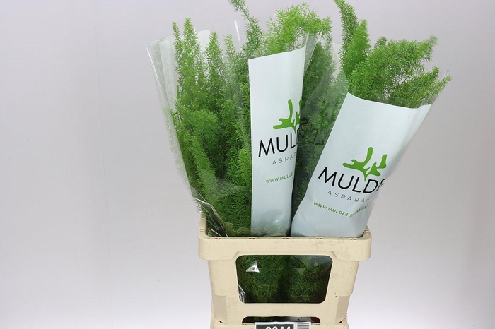 <h4>Asparagus Meyers</h4>