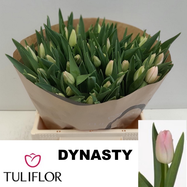 <h4>TU EN DYNASTY</h4>