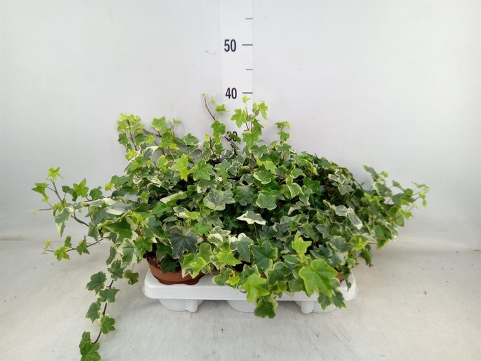 <h4>Hedera helix 'Tonny'</h4>