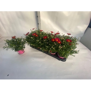 Argyranthemum frutescens overig