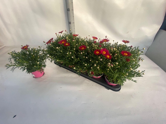 <h4>Argyranthemum frutescens overig</h4>