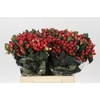 Hypericum True Romance