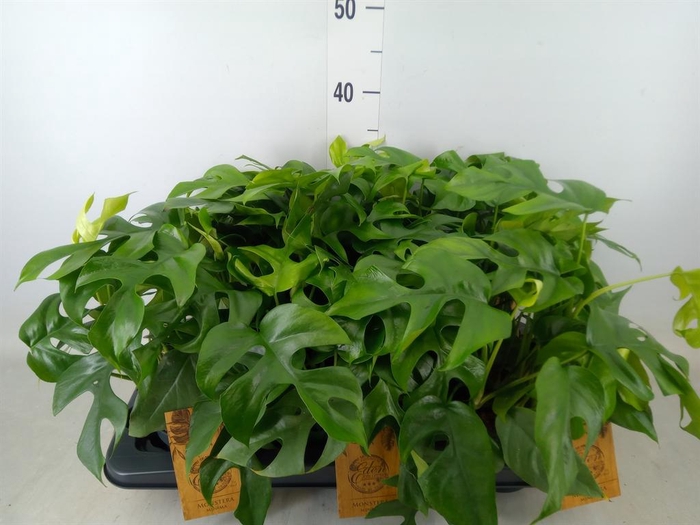 <h4>Monstera ...</h4>