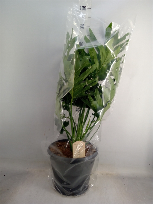 <h4>Philodendron bipinn. 'Little Hope'</h4>