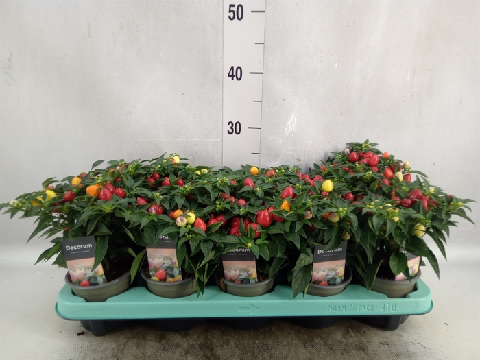 <h4>Capsicum annuum 'Autumn Daylight'</h4>