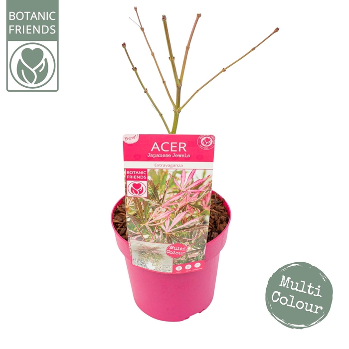 <h4>Acer palm. 'Extravaganza'</h4>