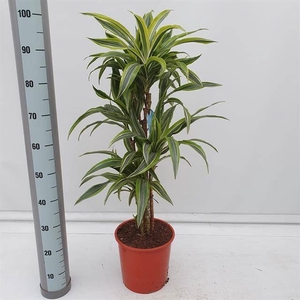 Dracaena fr de 'LemonLime'