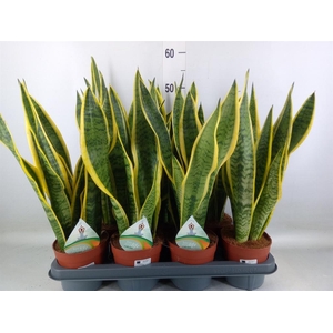 Sansevieria trifa. 'Laurentii'