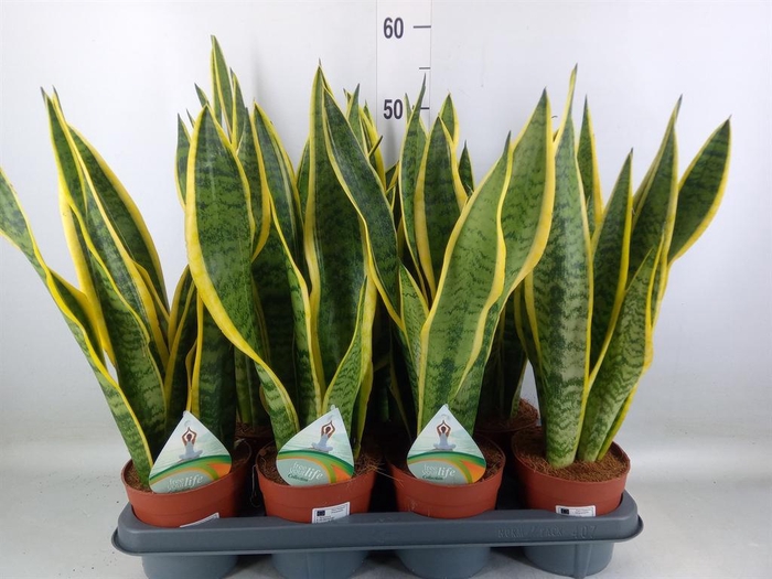 <h4>Sansevieria trifa. 'Laurentii'</h4>