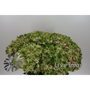 Hydrangea royal amigo