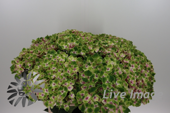 <h4>Hydrangea royal amigo</h4>