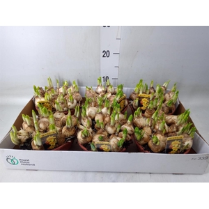 Narcissus  'Tete a tete'